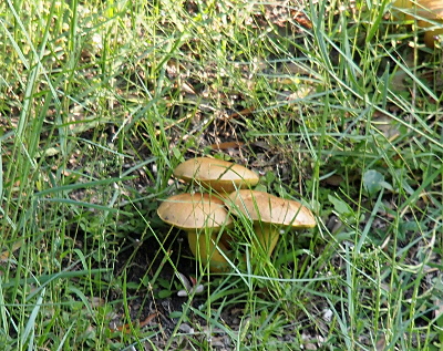 [Side view of three mushrooms growing so close together in the tall grass that their caps overlap. The mushrooms have thick yellowish-brown stems and light tan caps which are puffy on the top and undersides. The grass growing around them is taller than they are and partially obscures the view of them.]